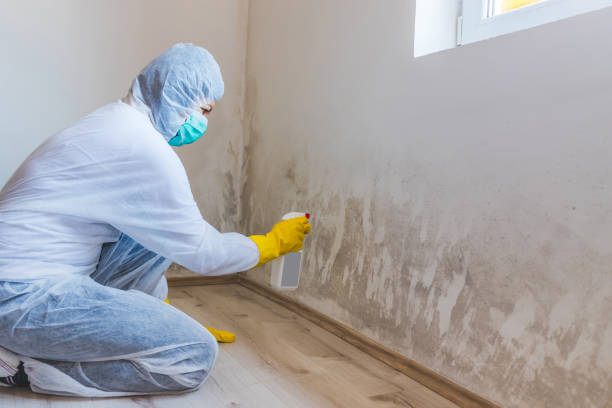 Licensed Basement Mold Remediation service in Bremerton, WA - WQB Mold Removal