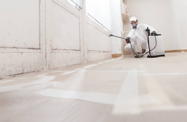 24/7 Emergency Basement Mold Remediation experts in Bremerton, WA
