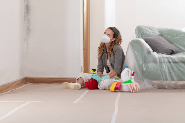 Reliable Basement Mold Remediation contractor in Bremerton, WA by WQB Mold Removal