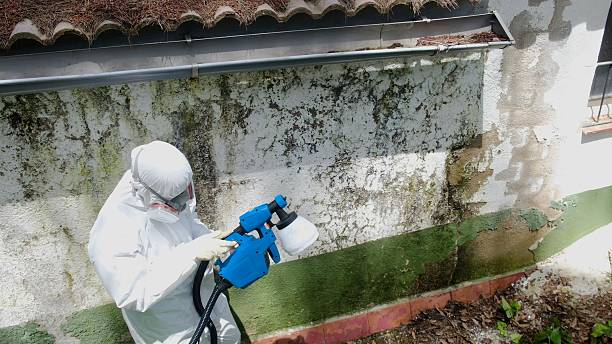 Top rated local Basement Mold Remediation specialists in Bremerton, WA